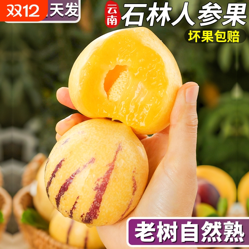 正宗云南石林人参果整箱包邮