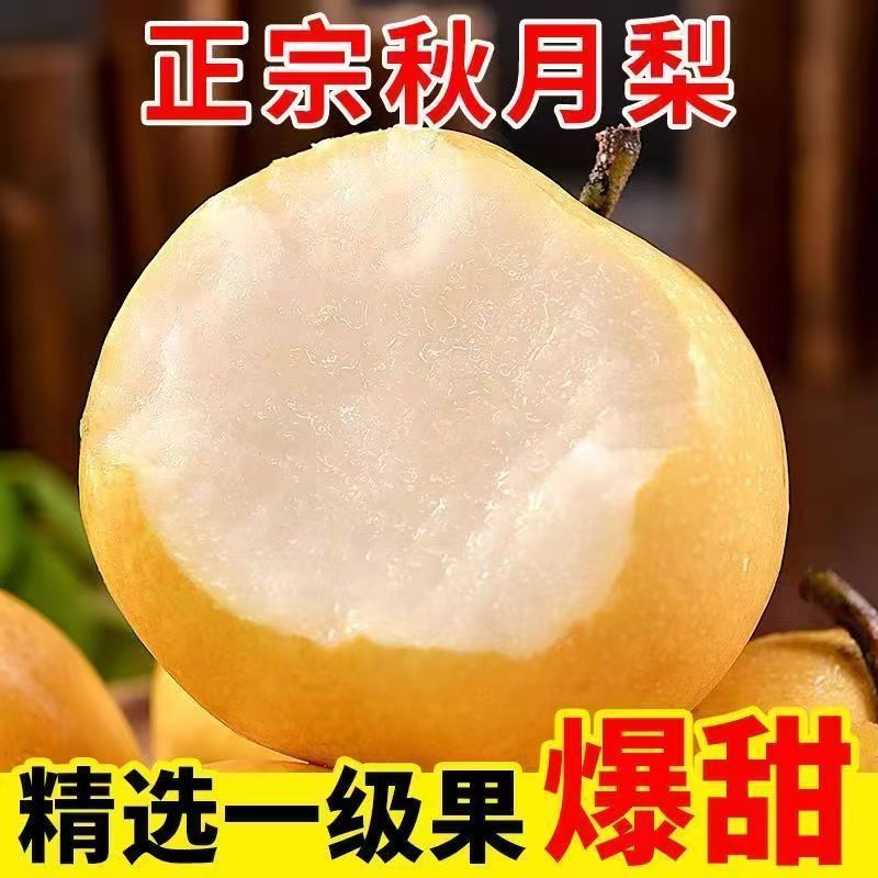 正宗莱阳秋月梨当季现摘新鲜梨子蜜梨冰糖雪梨不打蜡水果批发爆甜
