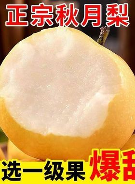 正宗莱阳秋月梨当季现摘新鲜梨子蜜梨冰糖雪梨不打蜡水果批发爆甜