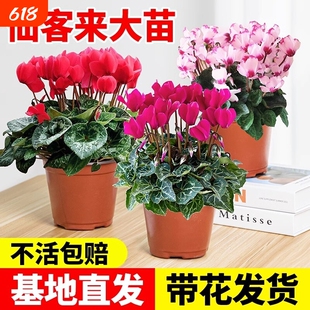 仙客来盆栽带花苞花苗重瓣长寿花卉四季开花好养植物鲜花大花小苗