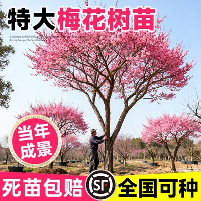 正宗红梅苗当年开花南北方种植