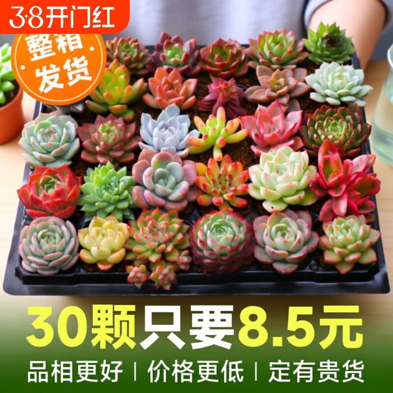 多肉植物室内小盆栽大颗好养绿植物花卉批发价有贵货室内外易存活