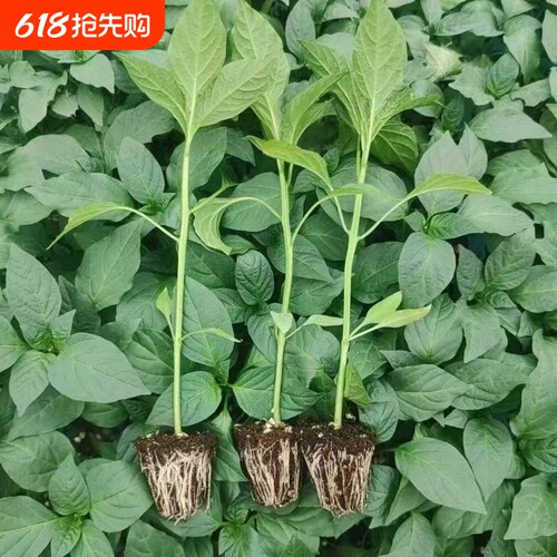 辣椒苗蔬菜苗薄皮椒苗苗螺丝椒苗朝天椒苗牛角椒苗四季室内驱蚊