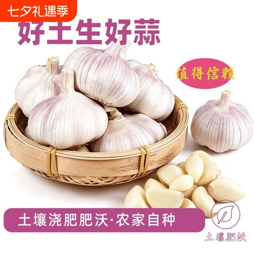 2026年新干蒜大蒜头山东紫白皮大蒜多瓣蒜农家种植可种可腌糖蒜