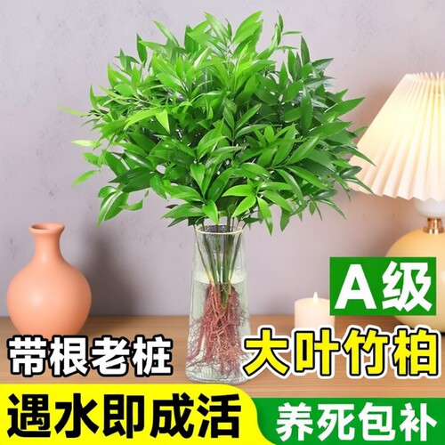 驱蚊竹盆栽水培好养净化空气