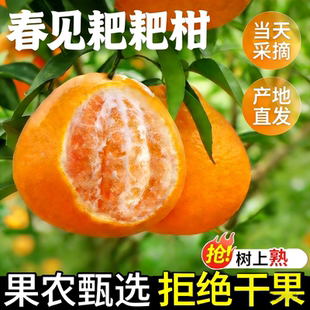 四川春见耙耙柑新鲜水果过年粑粑柑橘子当季桔子丑桔蜜橘整箱包邮