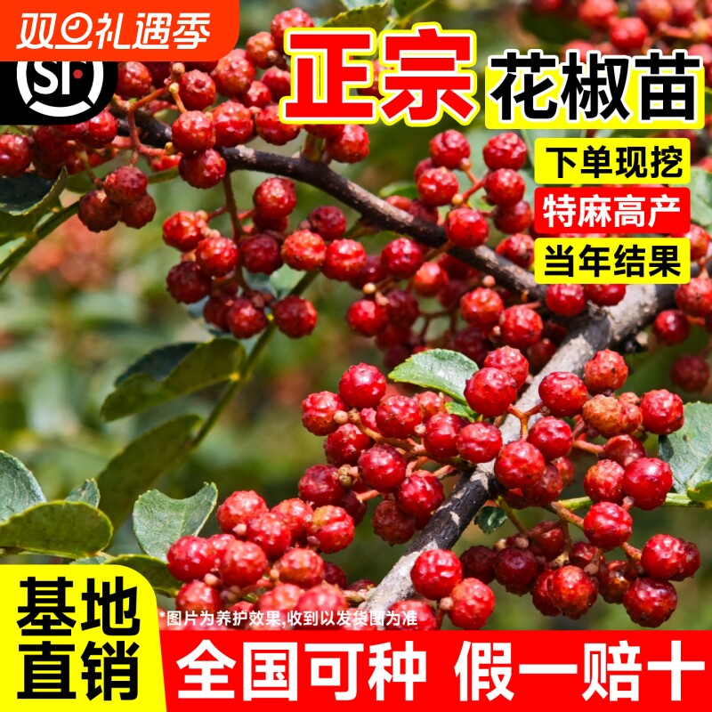 正宗花椒苗树大红袍带土带盆栽老桩四川九叶青花椒树大苗当年结果