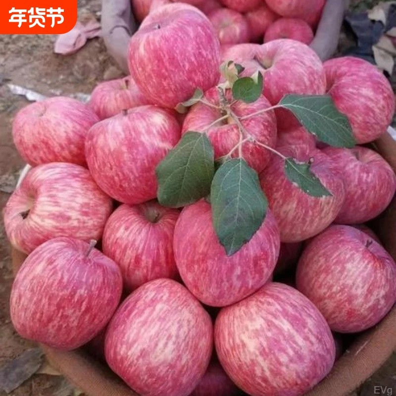 山西运城红富士苹果新鲜水果脆甜爆汁丑苹果孕妇冰糖心精品果园