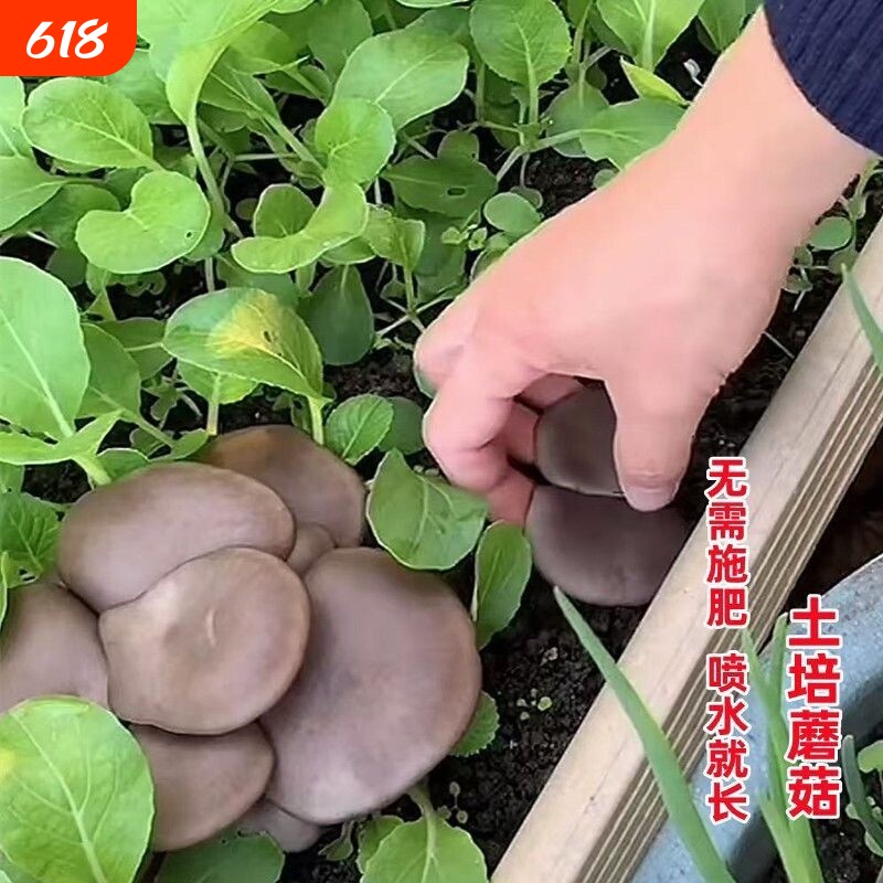 平菇平蘑人工菌土培香菇蘑菇菌菇四季可种菜地盆栽种植家种园艺