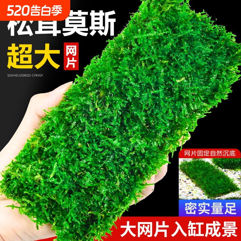 莫斯水草真莫斯大网片鱼缸造景专用沉木慕斯装饰前景植物矮珍珠