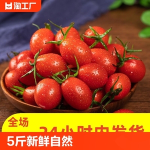 山东正宗千禧圣女果5新鲜水果柿子自然熟即食千禧小番茄水果包邮