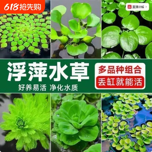 鱼缸浮萍水草真草养鱼乌龟晒台植物净化水质增氧水族造景组合沉底