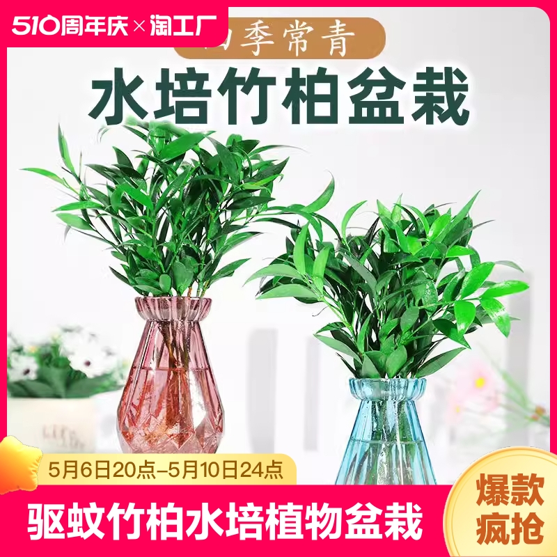 驱蚊竹柏水培植物室内水养绿植花卉盆栽办公室四季常青草好养客厅