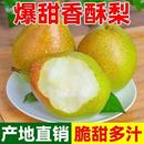 正宗红香酥梨脆甜丑梨薄皮现摘新鲜应季 水果红香酥酥脆脆甜