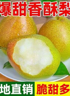 正宗红香酥梨脆甜丑梨薄皮现摘新鲜应季水果红香酥酥脆脆甜