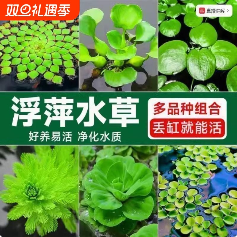 鱼缸浮萍水草水培植物室内好养四季绿植花卉和鱼共养躲避净化水草