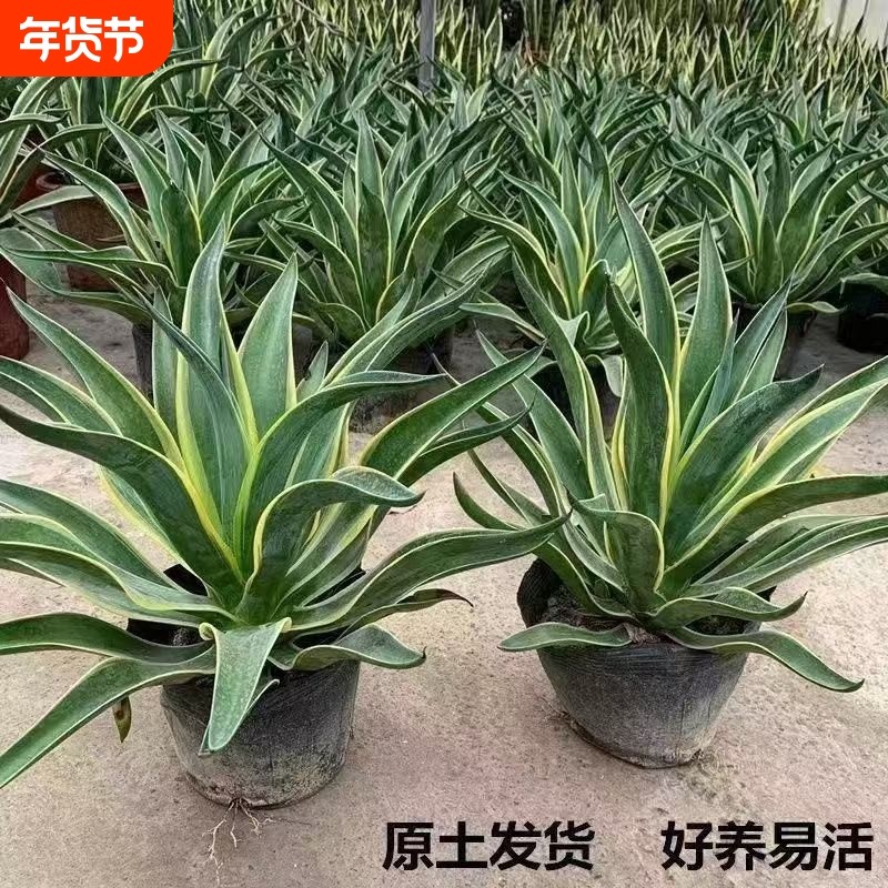 金边龙舌兰花苗盆栽水培多肉植物室外虎皮兰内阳台办公室绿植花卉,鲜花速递/花卉仿真/绿植园艺,绿植,淘宝优惠券,粉丝福利购,淘宝优惠卷