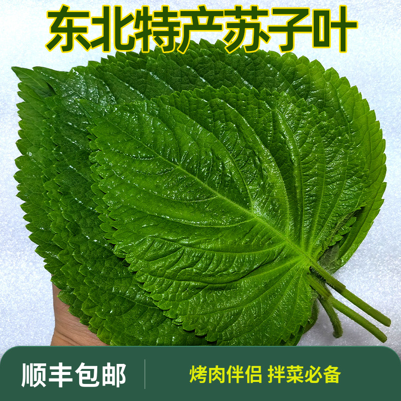 东北特产苏子叶紫苏叶新鲜采摘顺丰包邮火锅配菜烤肉伴侣鲜嫩好吃,水产肉类/新鲜蔬果/熟食,叶菜类,淘宝优惠券,粉丝福利购,淘宝优惠卷
