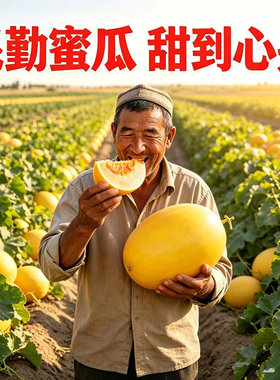 爆甜正宗民勤黄河蜜瓜沙漠黄金脆香瓜现摘冰糖甜当季新鲜水果9斤