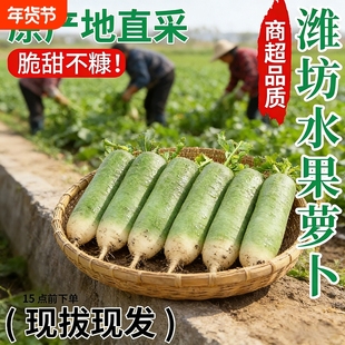正宗山东潍坊水果萝卜新鲜沙窝萝卜生吃脆青萝卜产地直发包邮青皮