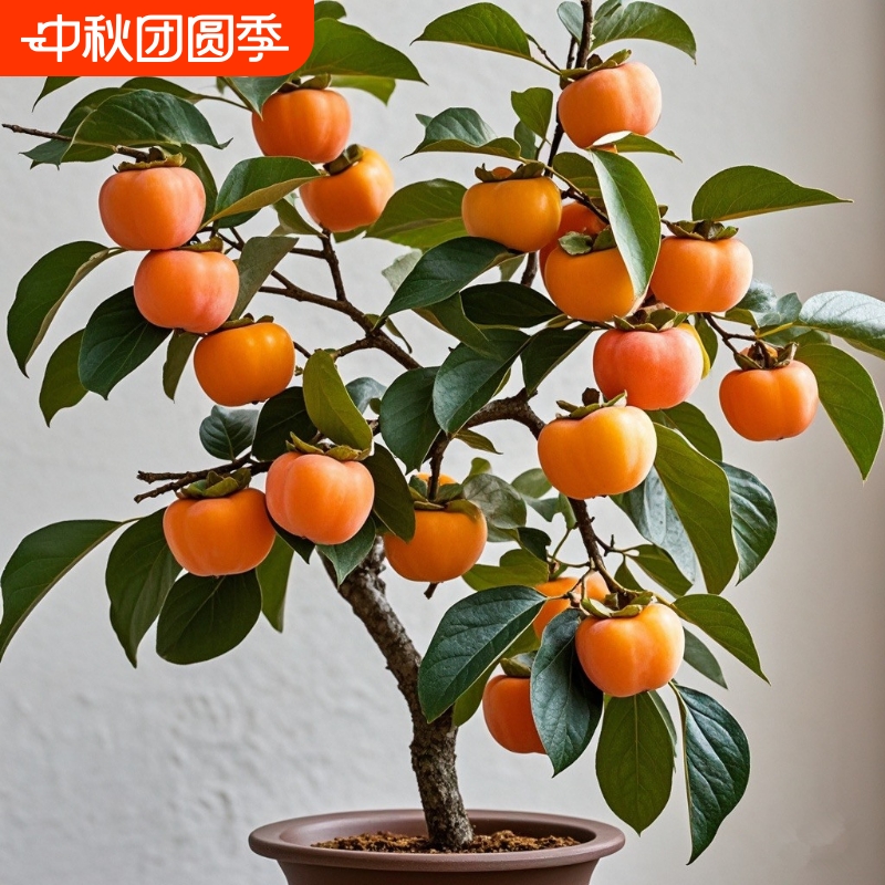 太秋甜柿树苗|超1000次加购