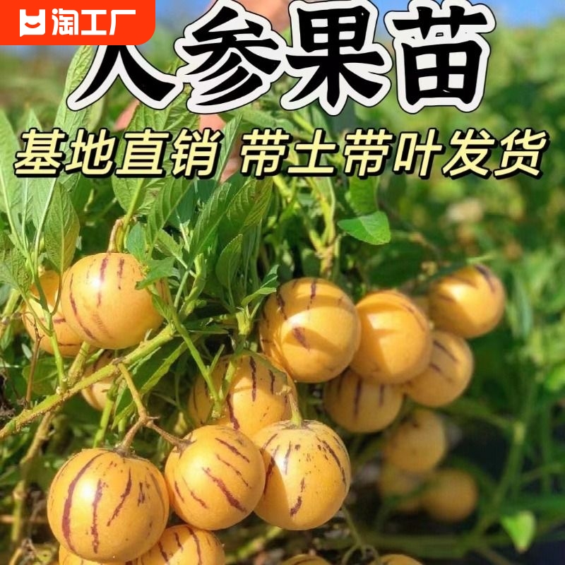 人参果苗秧紫茄果人生果籽盆栽大苗当年结果南北方种植超甜带土 鲜花速递/花卉仿真/绿植园艺 果树 原图主图