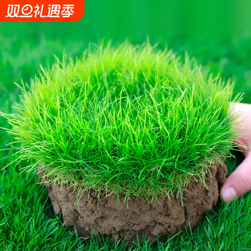 草坪草籽护坡固土四季常青黑麦草种子耐寒耐旱绿化工程狗牙根草籽