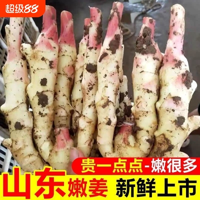 山东红芽生姜5斤带泥发货