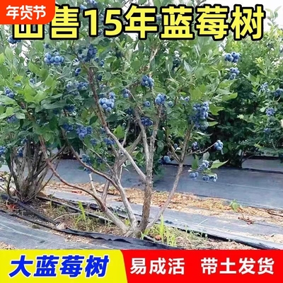 特大蓝莓树当年结果老桩南北方盆栽兔眼奥尼尔带土蓝莓苗水果阳台