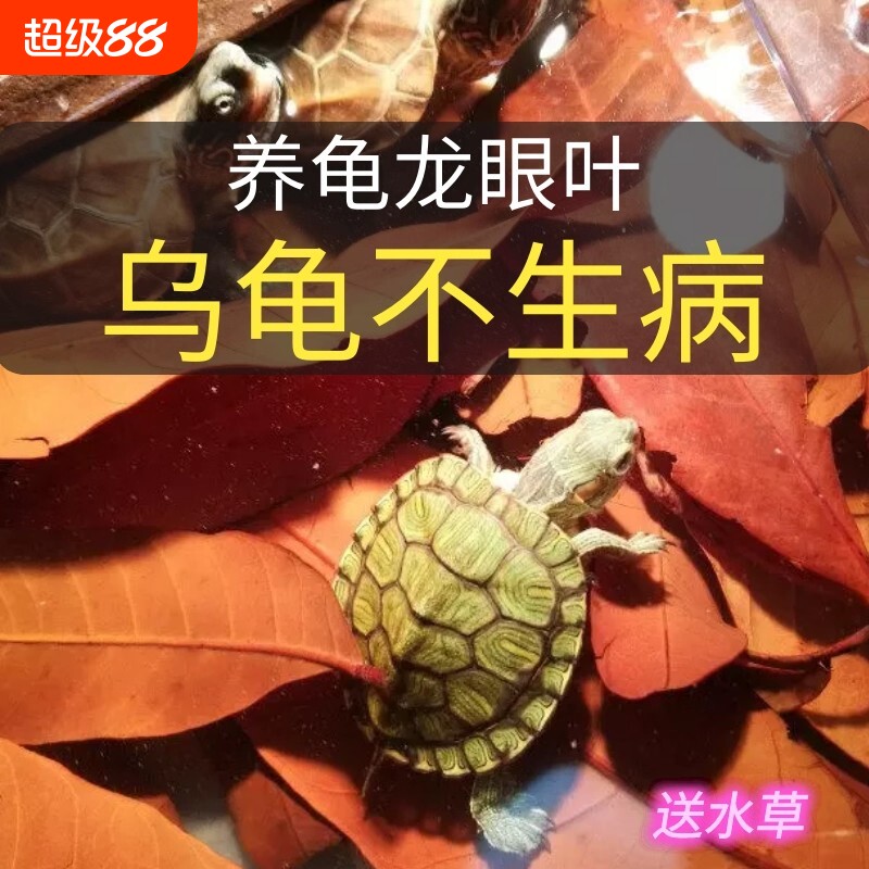 龙眼叶养龟预防腐皮红色南美缸造景躲避草乌龟专用叶大片水质大型图片