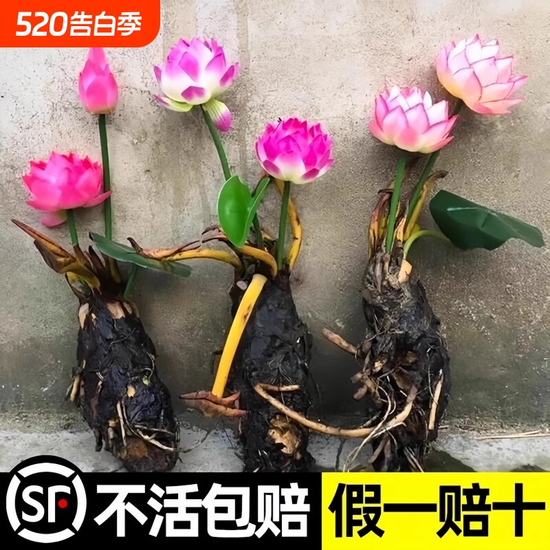 睡莲水培植物盆栽带花四季开花卉大根块池塘莲花种苗水养荷花根茎