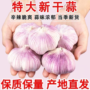 金乡紫皮大蒜大蒜头批发干蒜大蒜便宜批发价3斤5斤 超划算