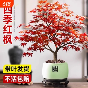 红枫树盆栽日本老桩室内客厅四季矮化盆景耐寒办公桌大盆红舞姬