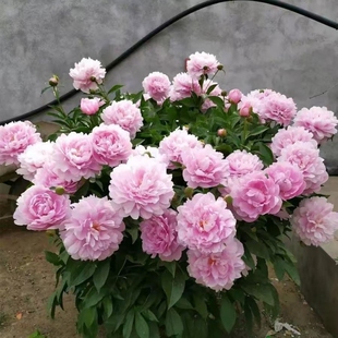 老桩芍药鲜花根苗花苗种根种球花盆专用带花苞永生花