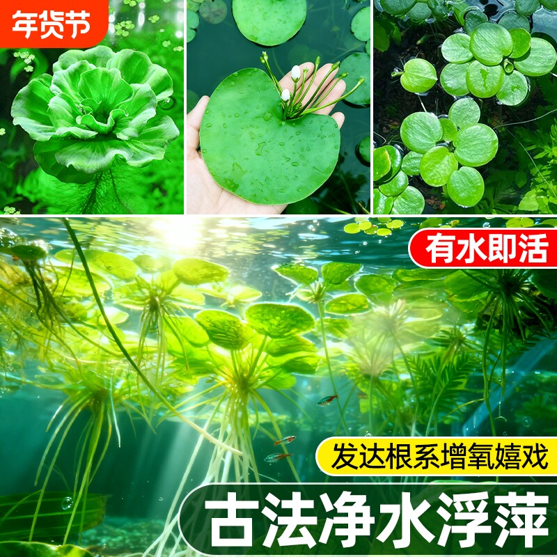 浮萍水草古法养鱼鱼缸造景植物龟缸躲避水培漂浮草圆心水质套餐