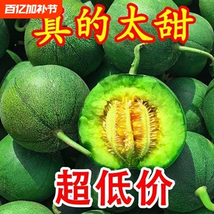 山东绿宝甜瓜脆酥可口新鲜水果时令香瓜5斤应季超甜甜瓜现摘现发