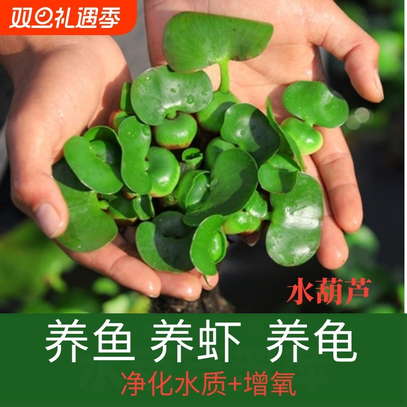 水草浮萍乌龟鱼缸鱼池塘净化水生植物水葫芦造景水质养龟养鱼增氧