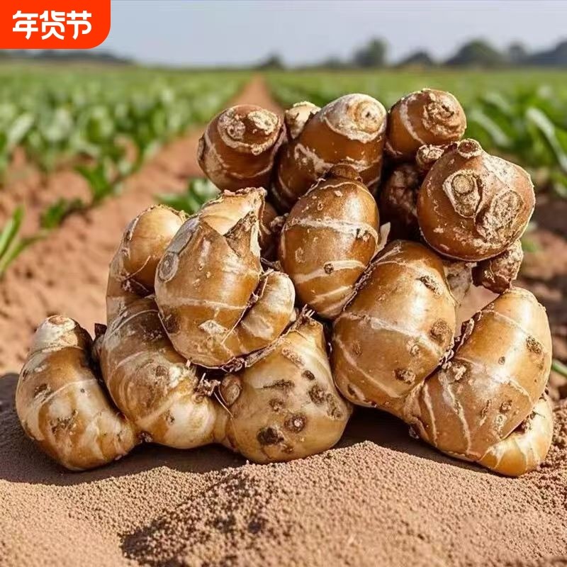 广东正宗沙姜新鲜现挖白切沙姜山奈配料特产香浓沙姜种子种苗清仓