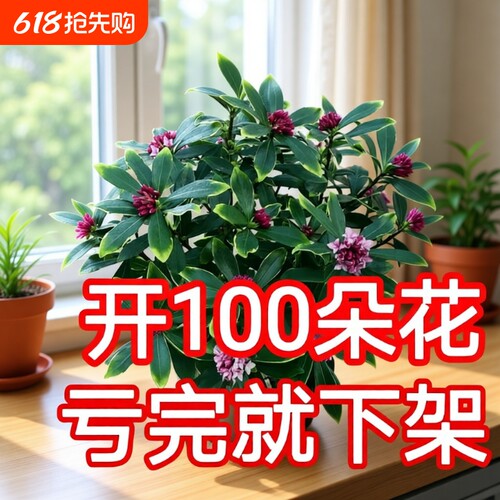 热销金边瑞香大苗盆栽浓香耐寒花卉室内外观花植物开花大小苗