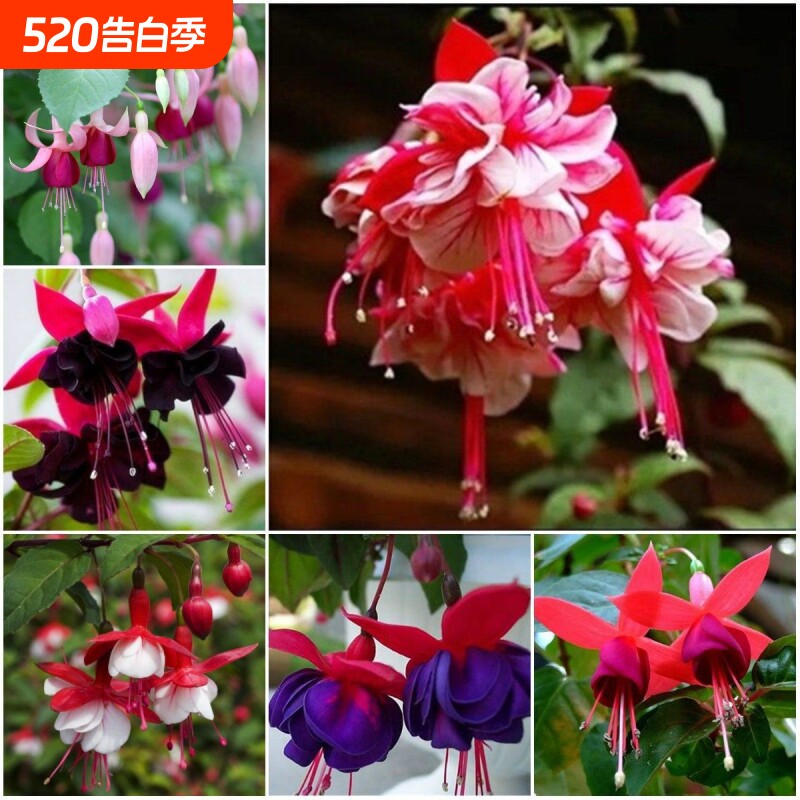 灯笼花花种子倒挂金钟爬藤垂吊室内盆栽香草植物四季播种花卉种子
