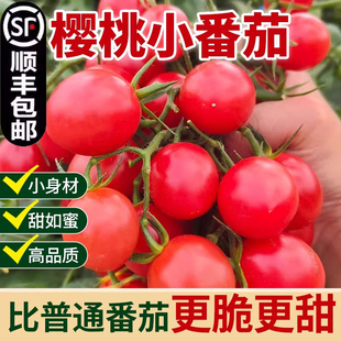 顺丰广东电白千禧小番茄圣女果新鲜水果西红柿3斤皮薄爆汁小樱桃