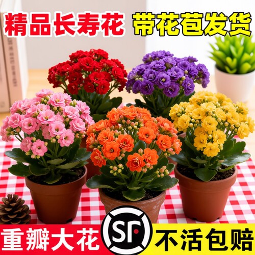 新品长寿花盆栽带花苞重瓣大花苗阳台花卉绿植物室内好养四季开花
