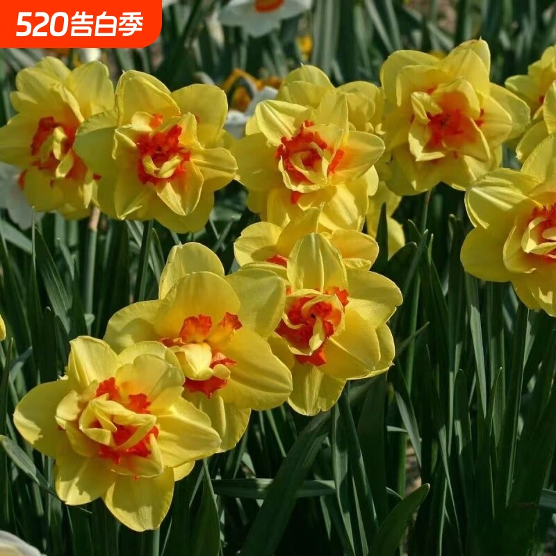 冬季耐寒重瓣洋水仙四季盆栽水培浓香花卉室内外阳台办公室种植