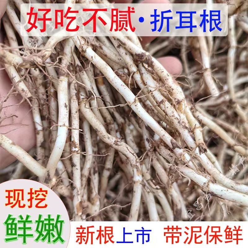 带泥侧耳根鱼腥草新鲜折耳根四川贵州特产湖北凉拌嫩根凉拌菜好吃