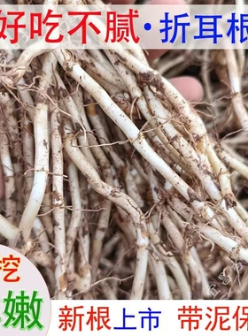 带泥侧耳根鱼腥草新鲜折耳根四川贵州特产湖北凉拌嫩根凉拌菜好吃