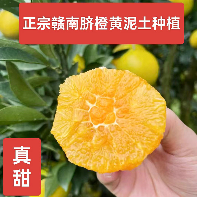 爆品正宗高山种植的赣南脐橙 纽荷尔脐橙农户果园现摘当季新鲜甜