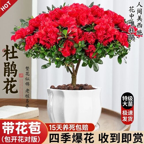 杜鹃花盆栽花卉植物室内苞老桩鲜花好养易活绿植开花带花摆放清香