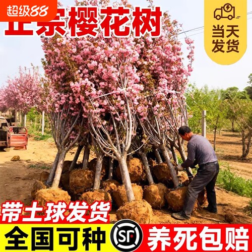 【开花爆满不活包赔】樱花树苗