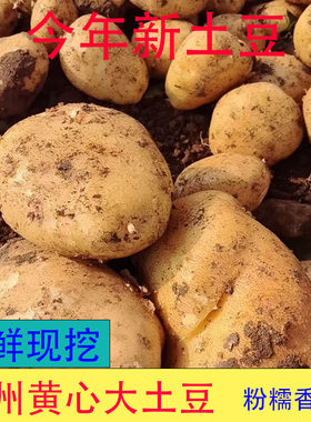 新鲜现挖黄皮黄心土豆