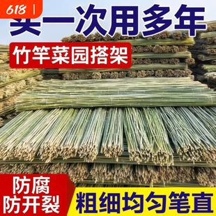 小竹杆爬藤架竹竿菜园搭架豆角竹篱笆彩旗竹竿子花架竹子黄瓜种植